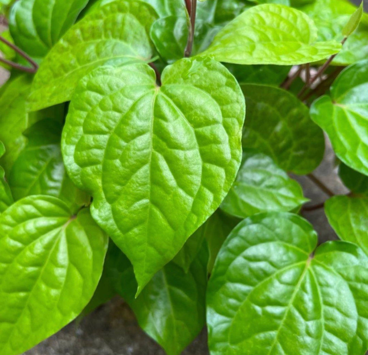 Betel Pepper Plant (0.3m)