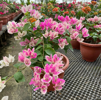 Bougainvillea 'Aiskrim' (0.55m)