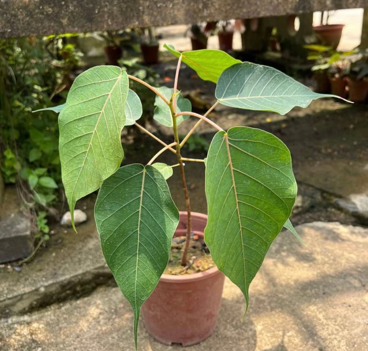 Bodhi Tree (Ficus Religiosa) (0.3m)