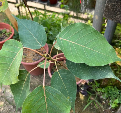 Bodhi Tree (Ficus Religiosa) (0.3m)