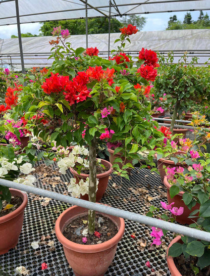 Multi-Grafted Bougainvillea (0.80m)