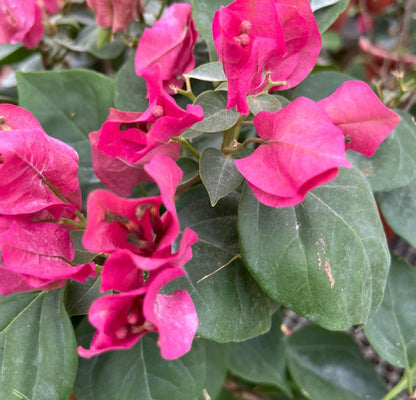 Bougainvillea × Buttiana 'Poultonii' (0.6m)