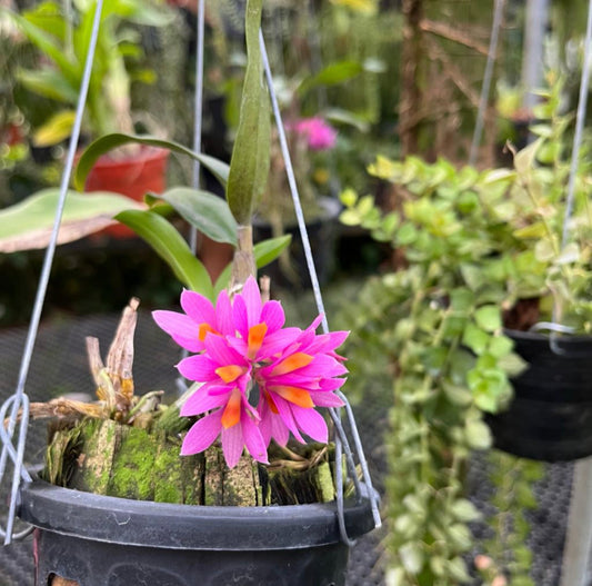 Dendrobium Hibiki (Dendrobium Bracteosum x Dendrobium Laevifolium) (0.2m) (Hanging)