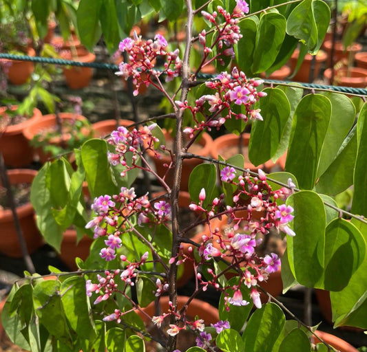 Averrhoa Carambola, Star Fruit (1.2m)