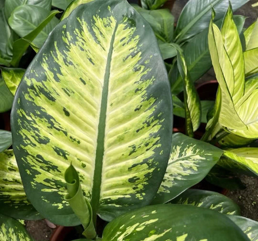 Dieffenbachia Amoena 'Tropic Snow' (0.5m)