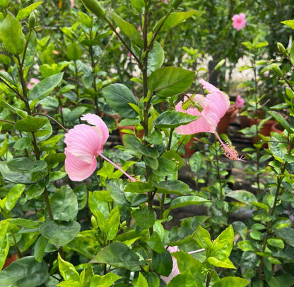 Hibiscus Pink Single Layer (0.8m)