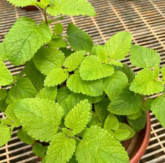 Melissa Officinalis, Lemon Balm (0.25m)