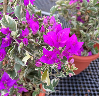 Blueberry Ice Bougainvillea Variegata (0.5m)