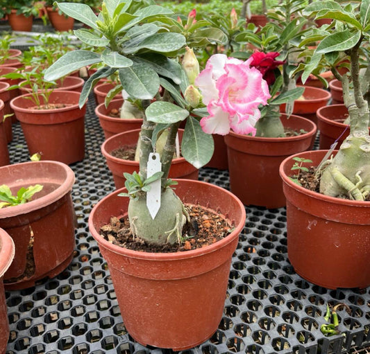 Assorted Colour Adenium Obesum, Multi (0.3m), 5L Mixed Soil, 250g Chicken Fertiliser Bundle