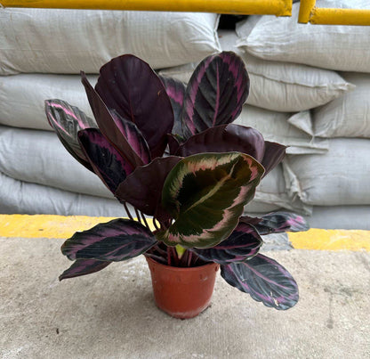 Calathea Roseopicta 'Dottie' (0.4m)