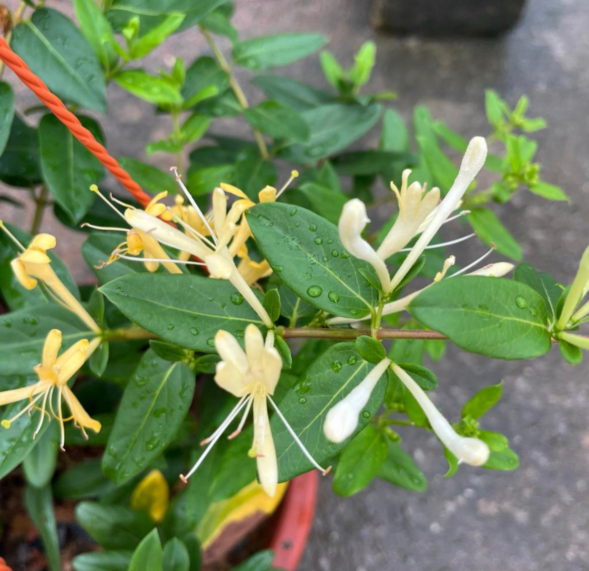 Lonicera Japonica, Japanese Honeysuckle (Hanging) (0.35m)