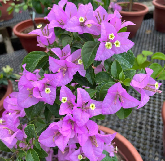 Bougainvillea Arborea Glaz (0.6m)