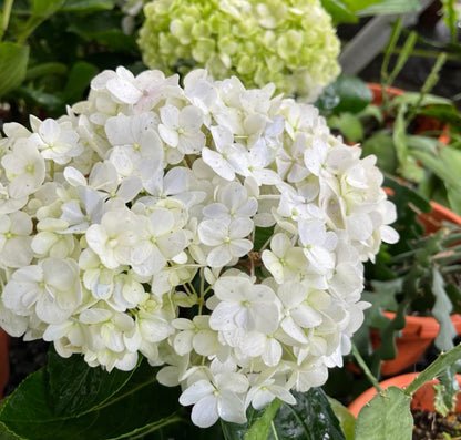 Hydrangea Macrophylla, Snowball Flower (0.35m)