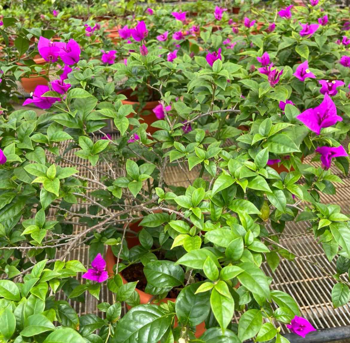 Bougainvillea Purple (0.6m)