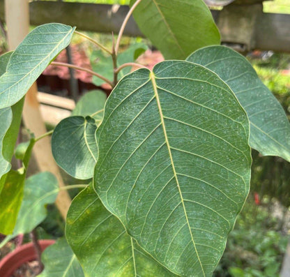 Bodhi Tree (Ficus Religiosa) (0.3m)