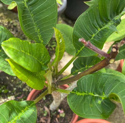 Assorted Plumeria Rubra, Frangipani (0.8m)