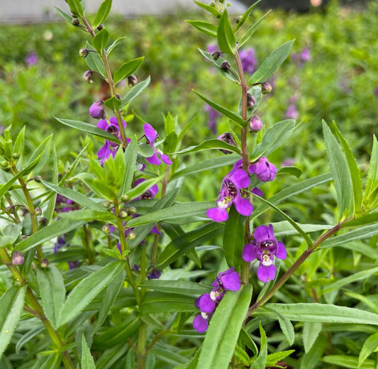 Angelonia Purple (0.3m)