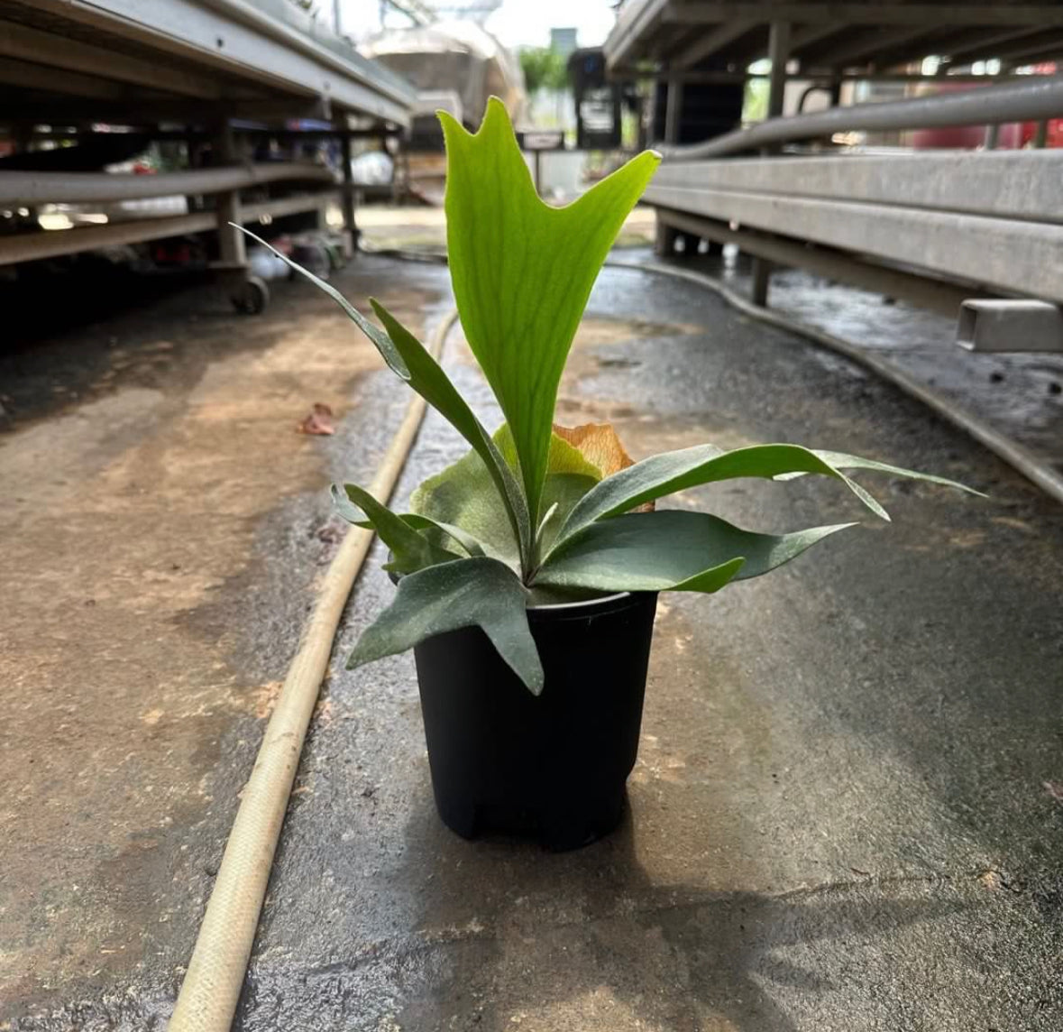 Staghorn Fern (0.25)