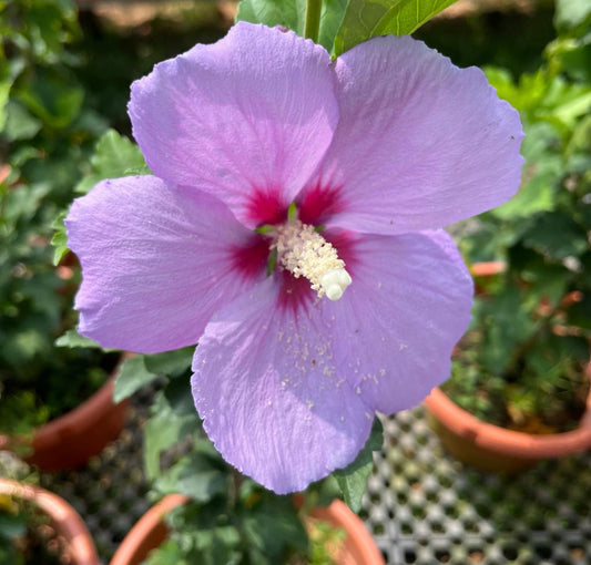 Hibiscus Purple Single Layer (0.6m)