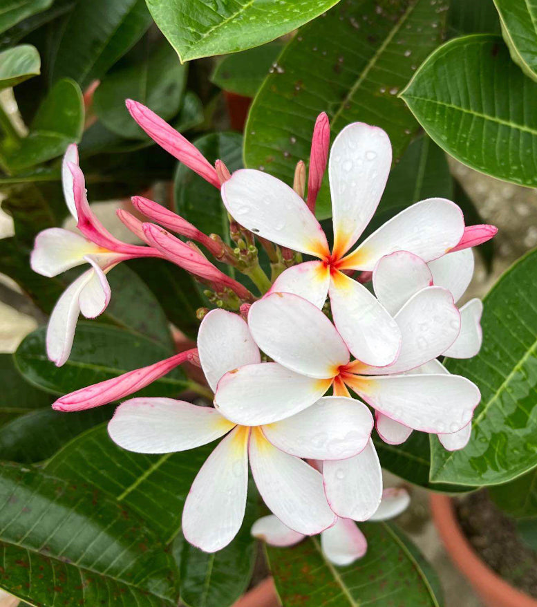 Assorted Plumeria Rubra, Frangipani (0.8m)