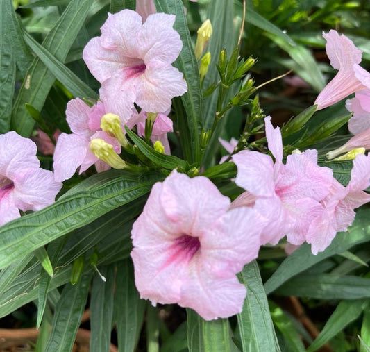 Ruellia Simplex 'Colobe Pink' (0.2m)