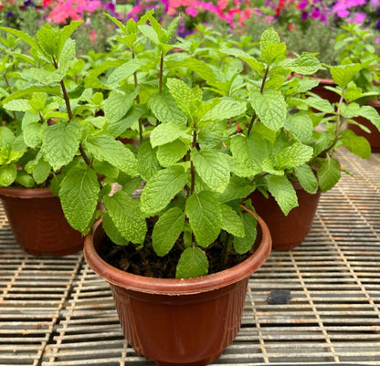 Mentha Spicata, Spearmint (0.25m)