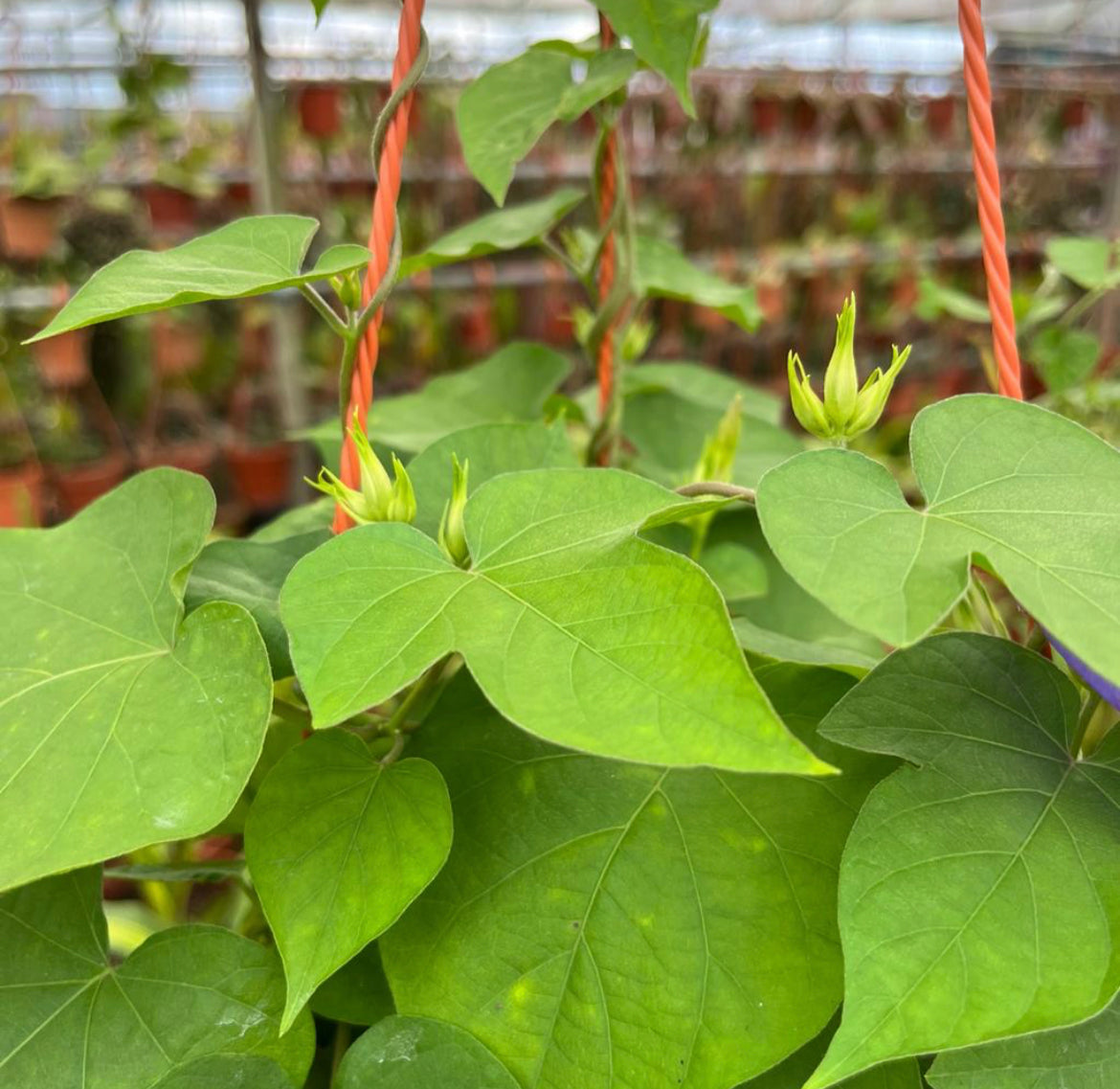 Ipomoea Tricolor, Morning Glory (0.3m)