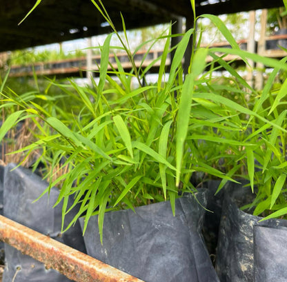 Bundle Of 5 - Bamboo Grass In Bag (0.3m)