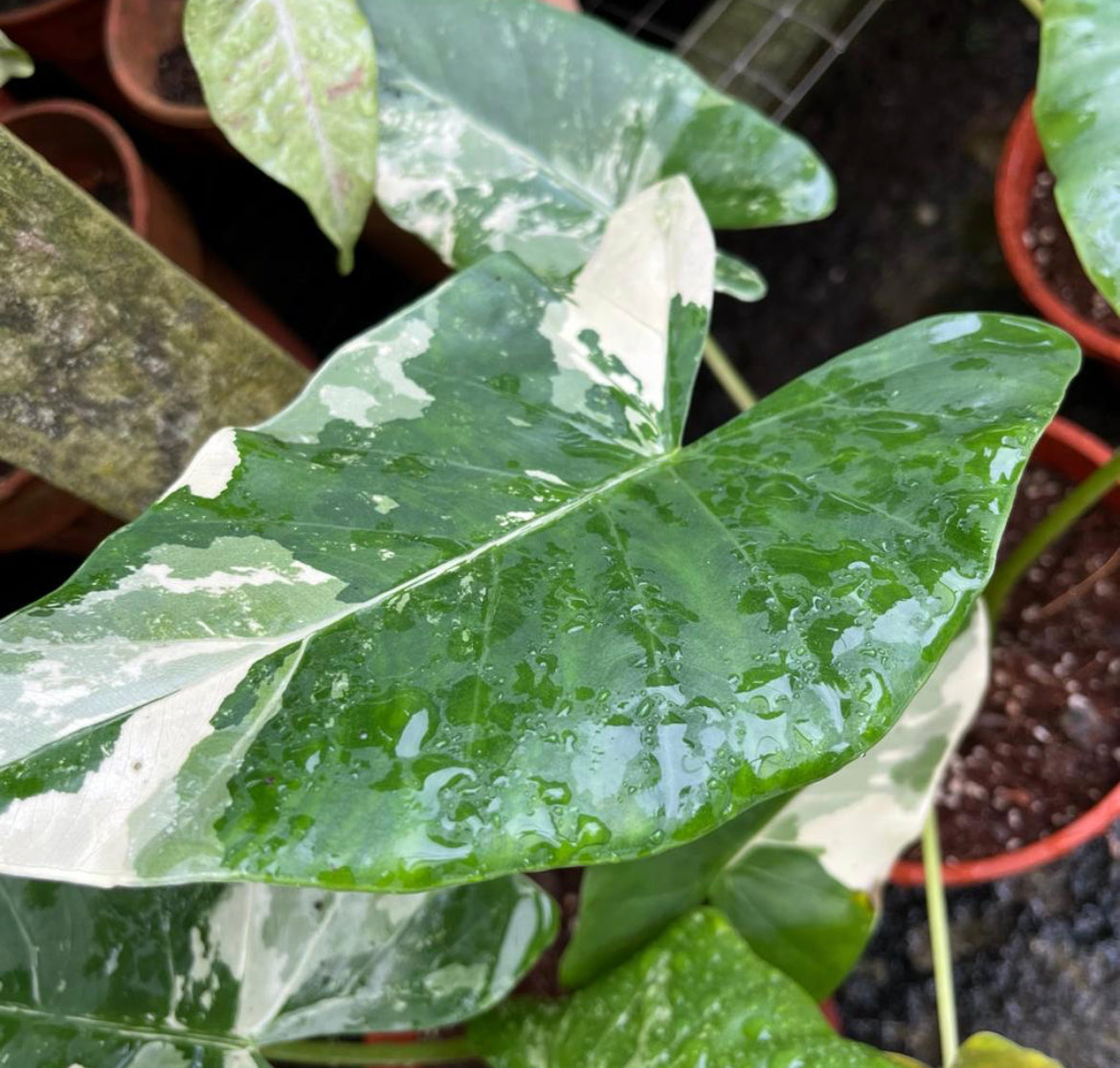 Alocasia Macrorrhiza Variegated (0.35m)