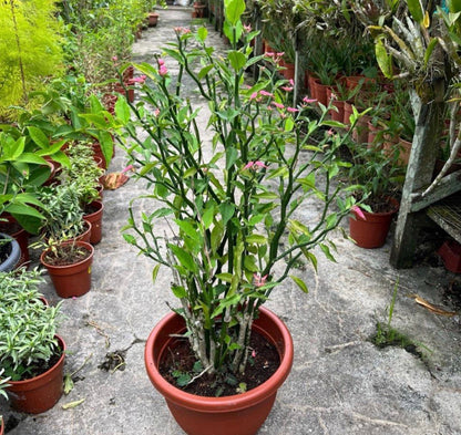 Euphorbia Tithymaloides, Redbird Flower (0.6m)