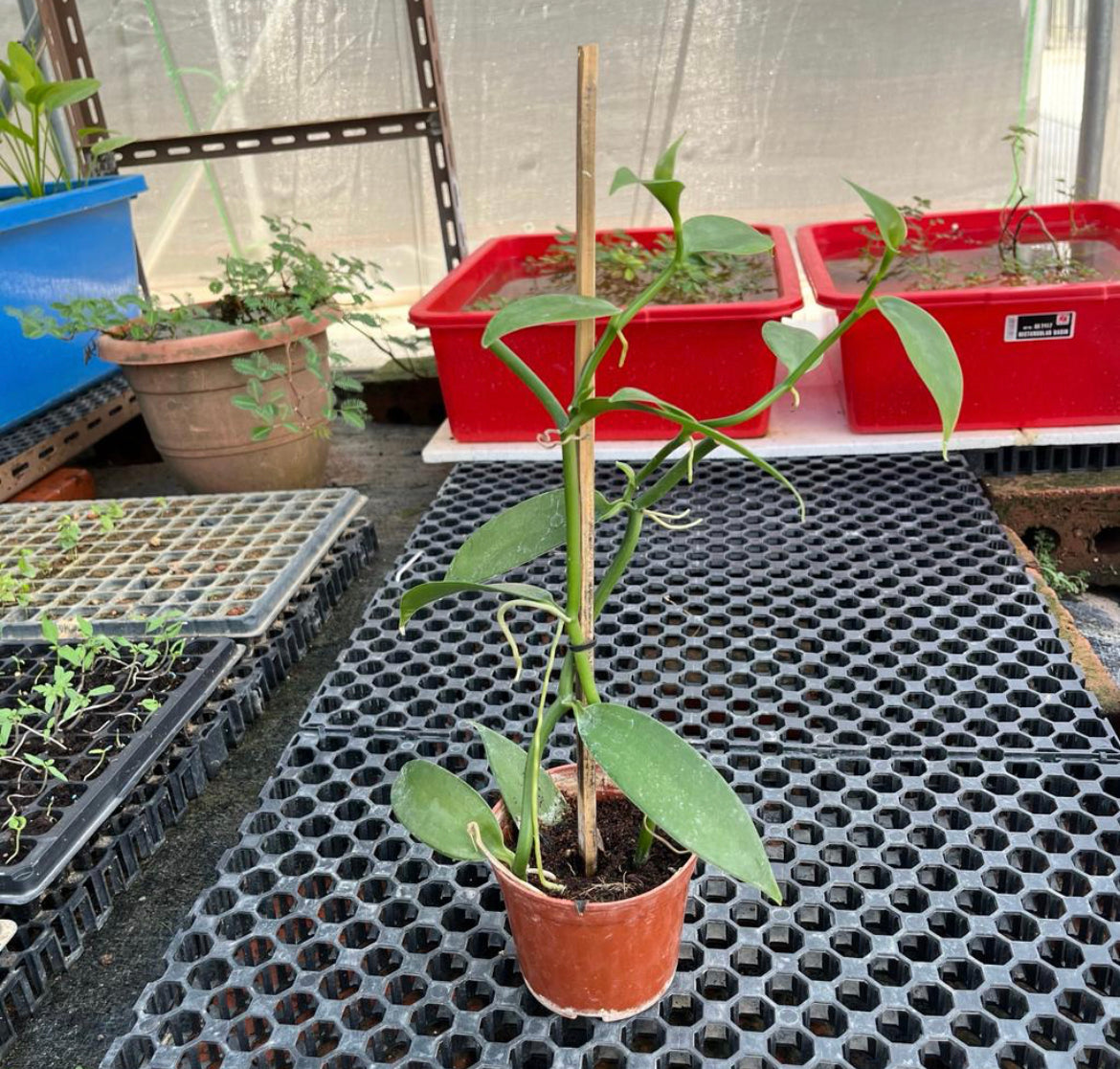 Vanilla planifolia Andrews (0.4m)