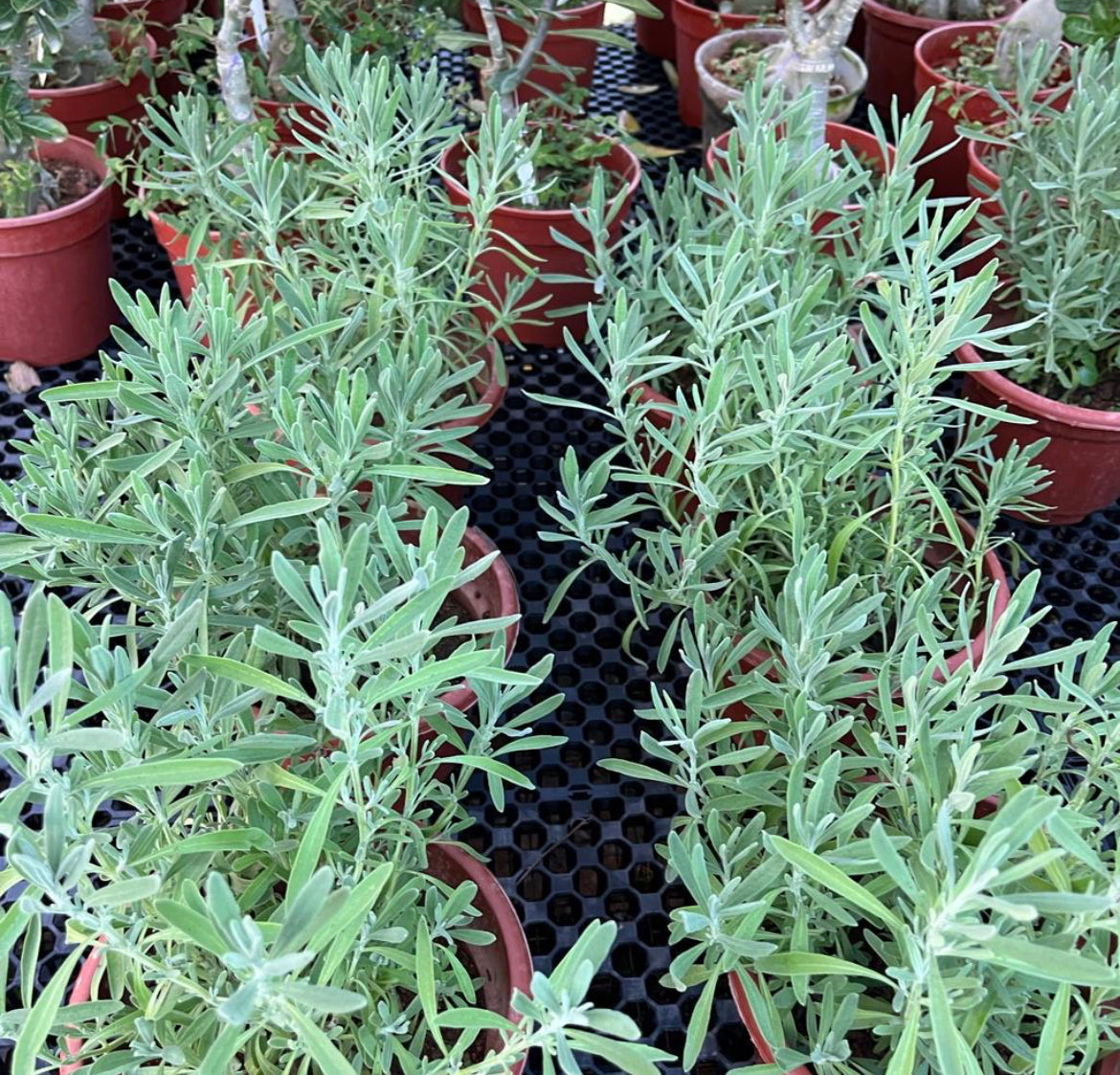 Lavandula Angustifolia, Lavender (0.35m)