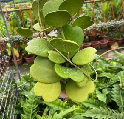 Hoya Kerrii, Sweetheart Hoya (0.4m)