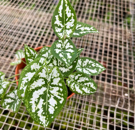 Caladium Humboldtii, Angel Wings (0.15m)