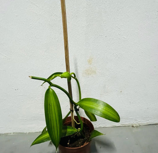 Variegated Vanilla Planifolia Andrews (0.4m)