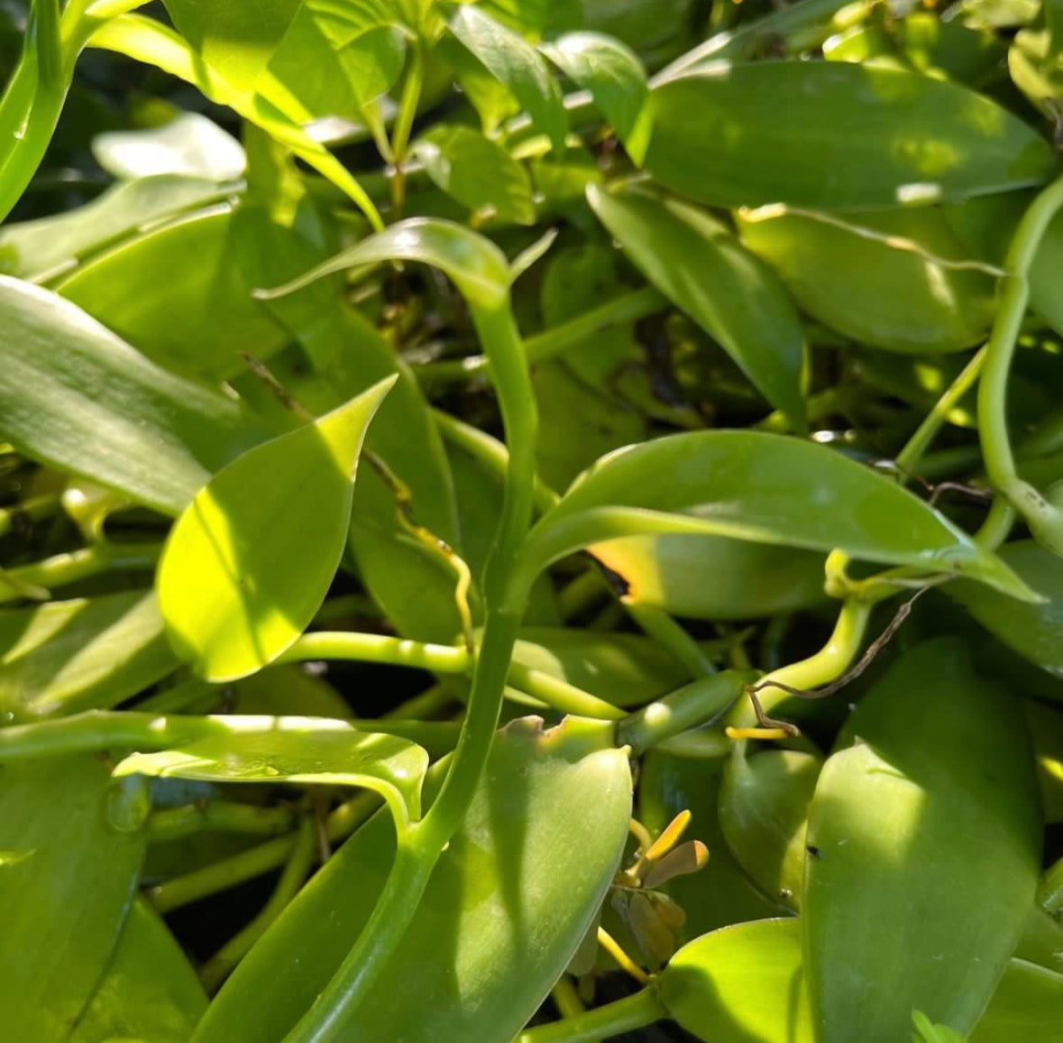 Vanilla Planifolia Andrews (1m)