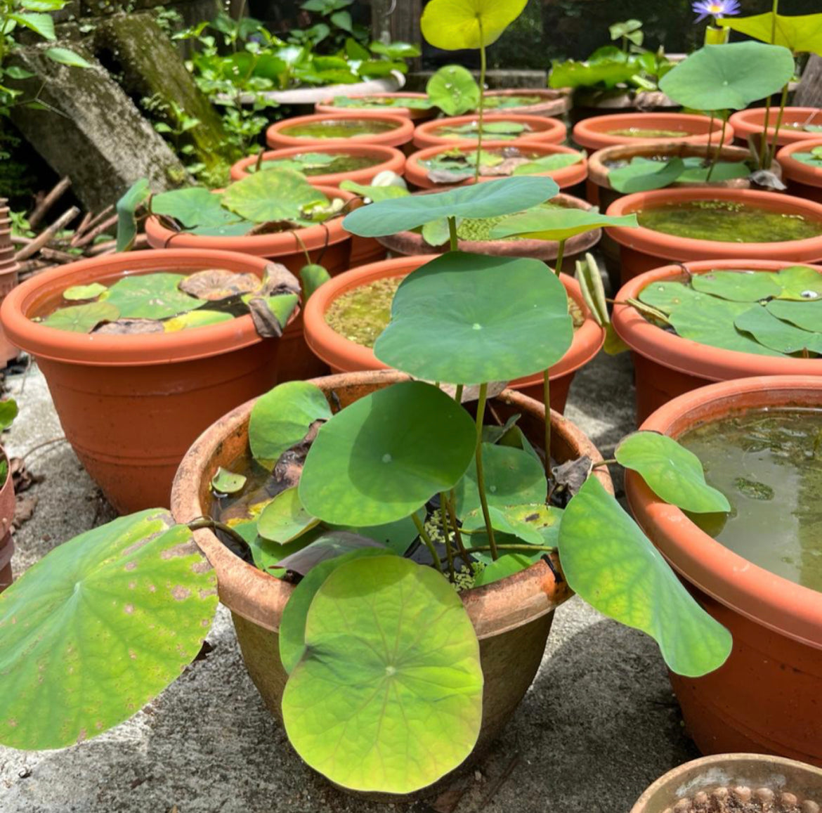 Nelumbo Nucifera, Lotus (0.45m)