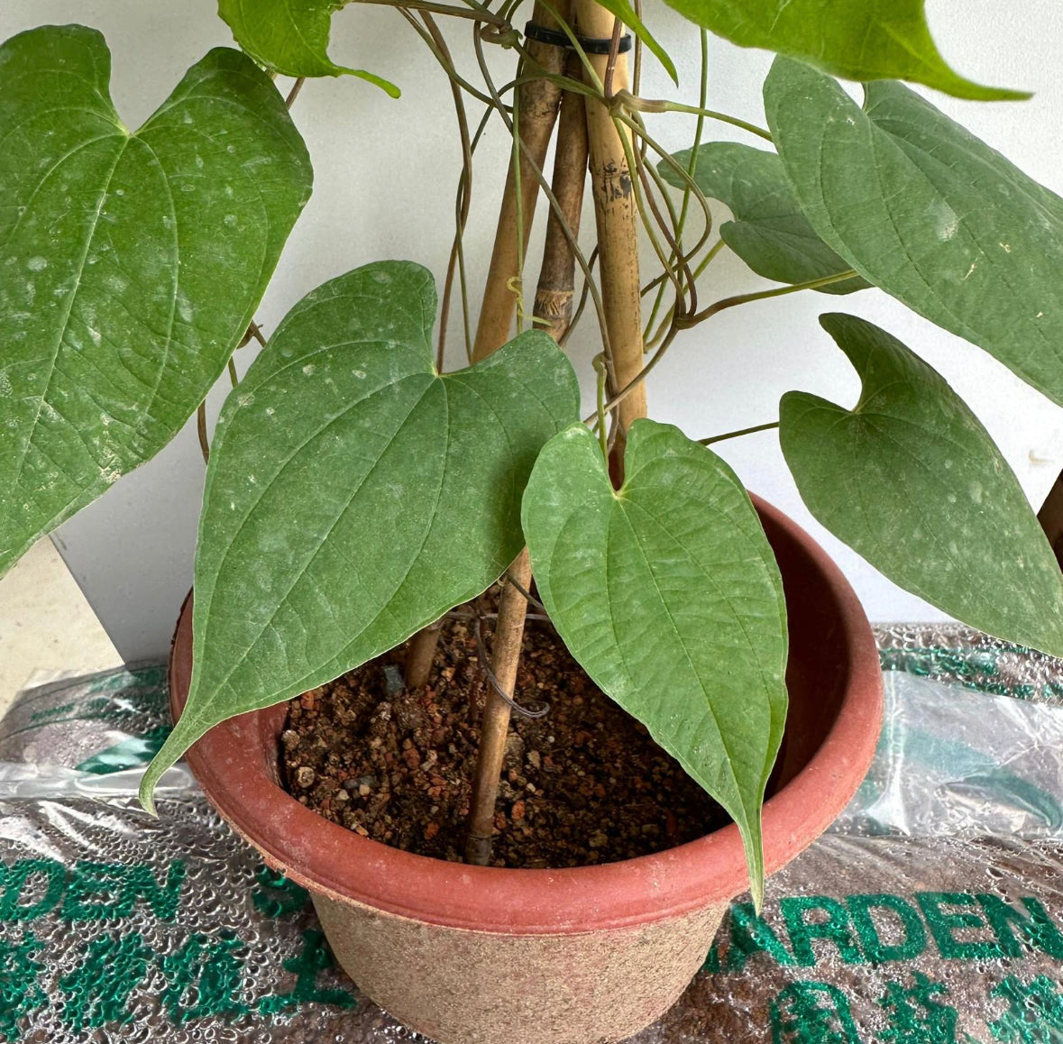 Dioscorea Bulbifera, Air Potato, Bitter Yam (0.6m)