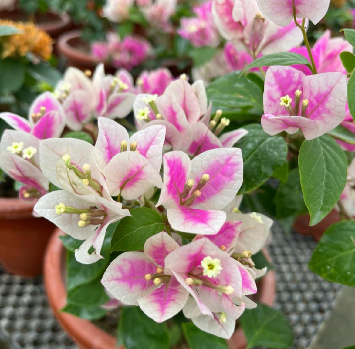 Bougainvillea 'Aiskrim' (0.55m)