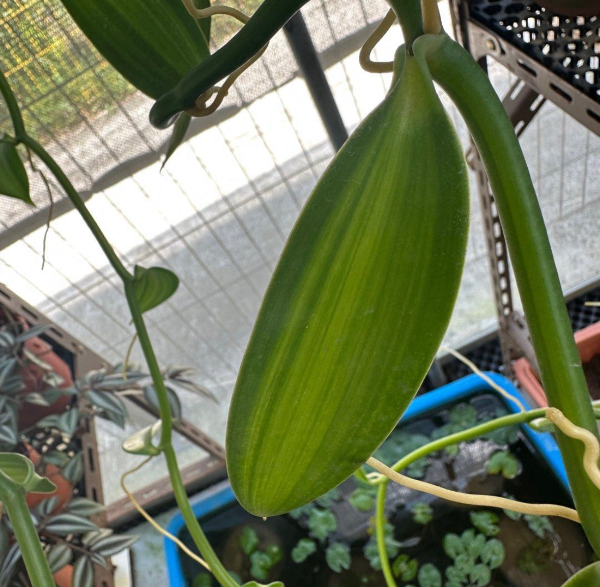 Variegated Vanilla Planifolia Andrews (1m)