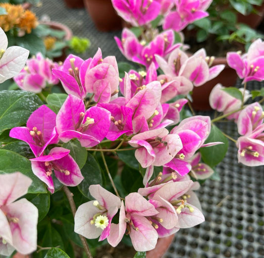 Bougainvillea 'Aiskrim' (0.55m)