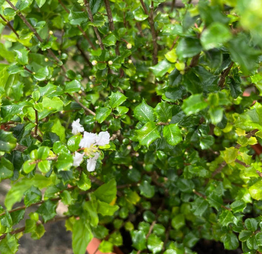 Malpighia Coccigera, Singapore Holly (0.3m)