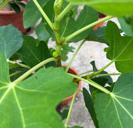 Ficus Carica, Taiwan Golden Fig (0.7m)