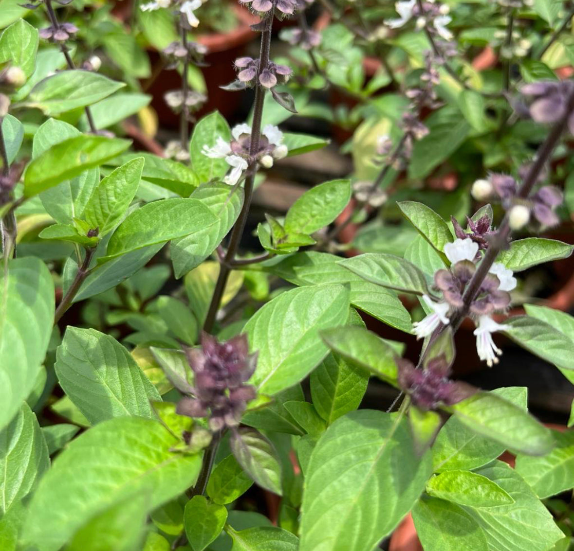 Ocimum Basilicum, Thai Basil (0.35m)