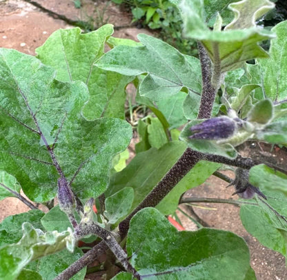 Eggplant (0.5m)