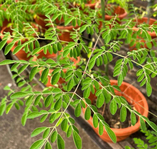 Moringa Plant (1m)