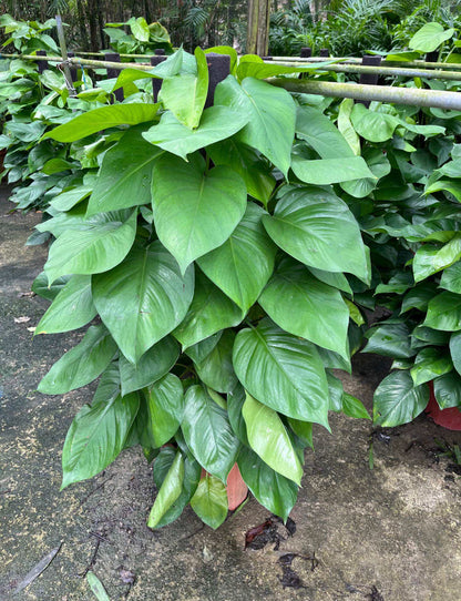 Epipremnum Aureum, Money Plant (1.1m)