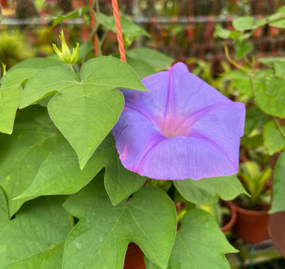 Ipomoea Tricolor, Morning Glory (0.3m)