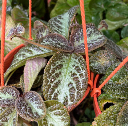 Episcia Cupreata (0.2m)