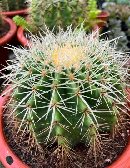 Echinocactus Grusonii , Golden Barrel Cactus (0.25m)